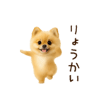 踊る！ポメラニアン（個別スタンプ：2）