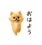 踊る！ポメラニアン（個別スタンプ：7）