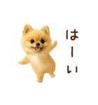 踊る！ポメラニアン（個別スタンプ：11）