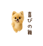 踊る！ポメラニアン（個別スタンプ：12）