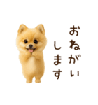 踊る！ポメラニアン（個別スタンプ：15）