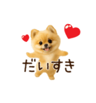 踊る！ポメラニアン（個別スタンプ：17）