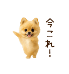踊る！ポメラニアン（個別スタンプ：19）