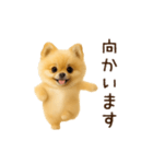 踊る！ポメラニアン（個別スタンプ：22）