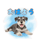 ミニチュアシュナの毎日ことば（個別スタンプ：1）