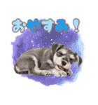 ミニチュアシュナの毎日ことば（個別スタンプ：3）