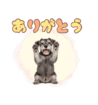 ミニチュアシュナの毎日ことば（個別スタンプ：4）