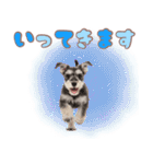 ミニチュアシュナの毎日ことば（個別スタンプ：8）