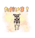 ミニチュアシュナの毎日ことば（個別スタンプ：9）