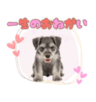 ミニチュアシュナの毎日ことば（個別スタンプ：10）