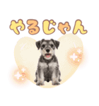 ミニチュアシュナの毎日ことば（個別スタンプ：11）