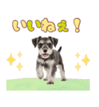 ミニチュアシュナの毎日ことば（個別スタンプ：13）