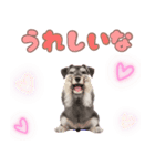 ミニチュアシュナの毎日ことば（個別スタンプ：14）