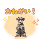 ミニチュアシュナの毎日ことば（個別スタンプ：15）