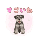 ミニチュアシュナの毎日ことば（個別スタンプ：16）