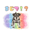 ミニチュアシュナの毎日ことば（個別スタンプ：17）