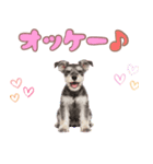 ミニチュアシュナの毎日ことば（個別スタンプ：19）