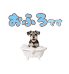 ミニチュアシュナの毎日ことば（個別スタンプ：20）