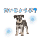 ミニチュアシュナの毎日ことば（個別スタンプ：21）