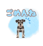 ミニチュアシュナの毎日ことば（個別スタンプ：22）