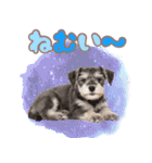 ミニチュアシュナの毎日ことば（個別スタンプ：23）