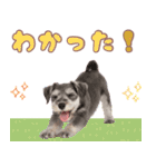 ミニチュアシュナの毎日ことば（個別スタンプ：24）