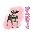 ミニチュアシュナの毎日ことば（個別スタンプ：27）