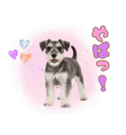 ミニチュアシュナの毎日ことば（個別スタンプ：29）