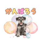 ミニチュアシュナの毎日ことば（個別スタンプ：31）