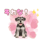 ミニチュアシュナの毎日ことば（個別スタンプ：32）