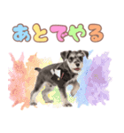 ミニチュアシュナの毎日ことば（個別スタンプ：34）
