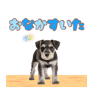 ミニチュアシュナの毎日ことば（個別スタンプ：35）