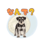 ミニチュアシュナの毎日ことば（個別スタンプ：36）