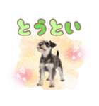 ミニチュアシュナの毎日ことば（個別スタンプ：37）