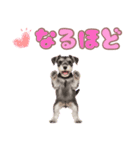 ミニチュアシュナの毎日ことば（個別スタンプ：38）