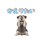ミニチュアシュナの毎日ことば（個別スタンプ：39）