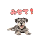 ミニチュアシュナの毎日ことば（個別スタンプ：40）