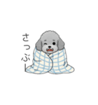 冬に使えるトイプードル（季節+日常会話）（個別スタンプ：19）