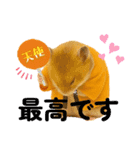 推し活ハムさん(オレンジ担)（個別スタンプ：1）