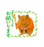 推し活ハムさん(オレンジ担)（個別スタンプ：18）