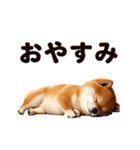 動く！SHIBAROCK FESTIVAL（個別スタンプ：11）