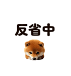 動く！SHIBAROCK FESTIVAL（個別スタンプ：23）