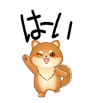 老眼でもくっきりみえる！豆柴のBIGスタンプ（個別スタンプ：5）