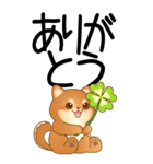 老眼でもくっきりみえる！豆柴のBIGスタンプ（個別スタンプ：7）