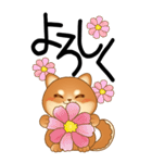 老眼でもくっきりみえる！豆柴のBIGスタンプ（個別スタンプ：9）