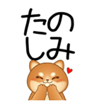 老眼でもくっきりみえる！豆柴のBIGスタンプ（個別スタンプ：11）