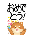 老眼でもくっきりみえる！豆柴のBIGスタンプ（個別スタンプ：13）