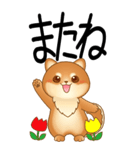 老眼でもくっきりみえる！豆柴のBIGスタンプ（個別スタンプ：23）