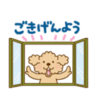 トイプーのぷう太郎 【応援と癒し】（個別スタンプ：1）