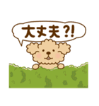 トイプーのぷう太郎 【応援と癒し】（個別スタンプ：5）